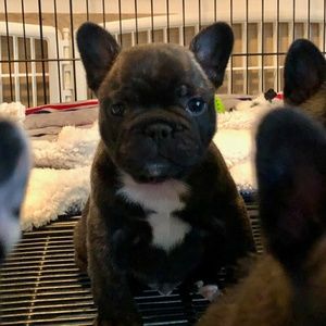 Meet your Posher, Racheal